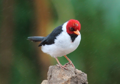 Yellow-billed Cardinal