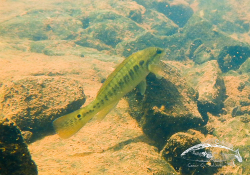 Crenicichla tesay