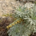 Canary Island Wormwood - Photo (c) wojtest, all rights reserved, uploaded by wojtest