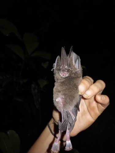 Northern Swordnosed Bat (Lonchorhina inusitata) · iNaturalist
