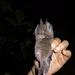 Northern Sword-nosed Bat - Photo (c) antoine-reboul, all rights reserved