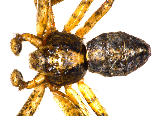 Octopus Spiders