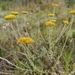 Helichrysum cymosum - Photo (c) Glynn Alard, כל הזכויות שמורות, הועלה על ידי Glynn Alard