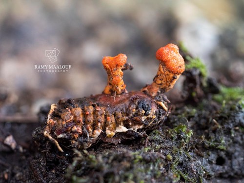 Scarlet Caterpillar Club