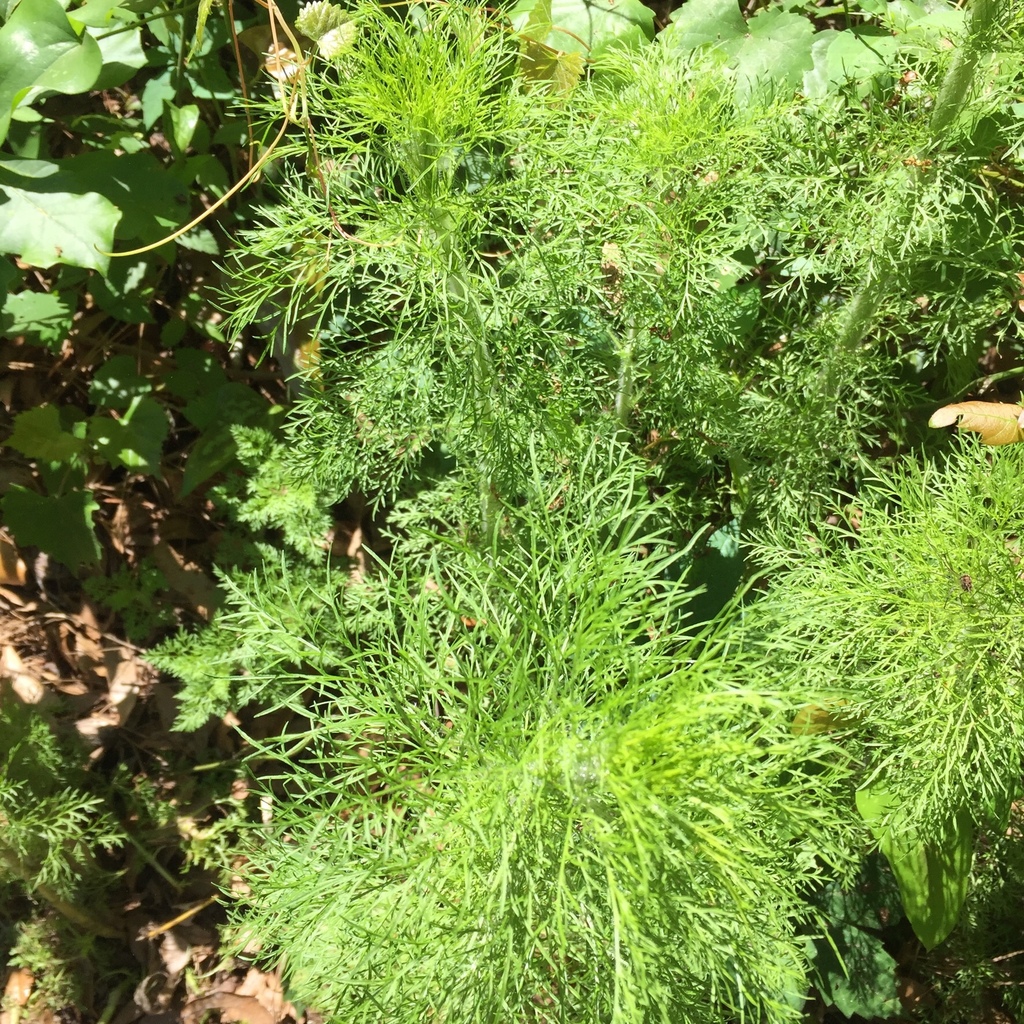 Dogfennel from 160 mitchellville rd hilton head island sc us on
