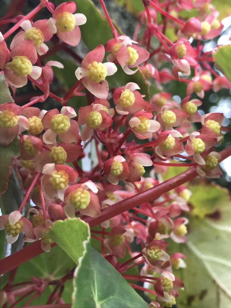 Begonia trepadora (Plantas útiles del bosque alto andino Colombiano (Vereda  Mancilla, Facatativá)) · iNaturalist