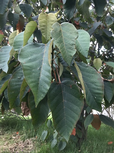 Palillos y parientes (Plantas útiles del bosque alto andino Colombiano ...