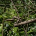 Brown-speckled Whipsnake - Photo (c) Bhanuka Ranasinghe, all rights reserved, uploaded by Bhanuka Ranasinghe