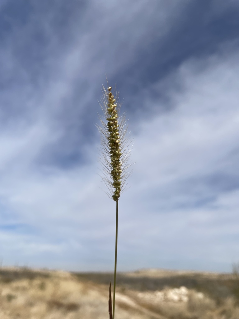 plains bristlegrass from Reeves County, US-TX, US on December 7, 2021 ...