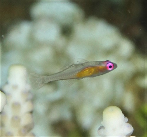 Purple-eye Goby — seen at this dive site