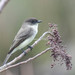 Eastern Phoebe - Photo (c) j_albright, all rights reserved