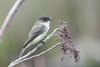 Eastern Phoebe - Photo (c) j_albright, all rights reserved