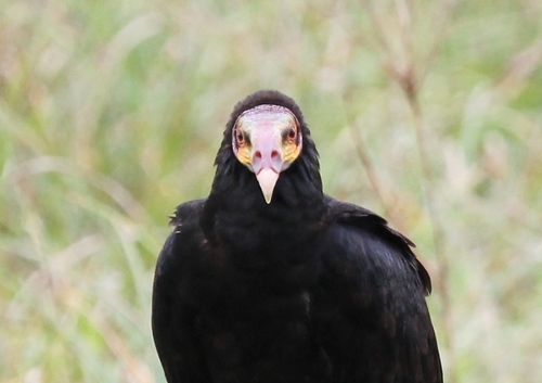 Lesser Yellow-headed Vulture