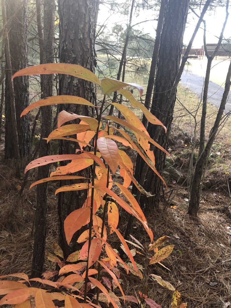 dicots from Old Newnan Rd, Carrollton, GA, US on December 03, 2021 at