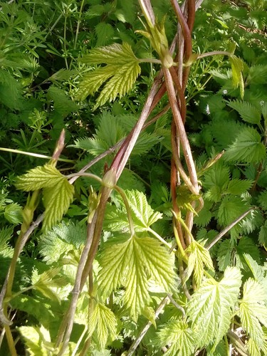 Paprastasis apynys nuotrauka