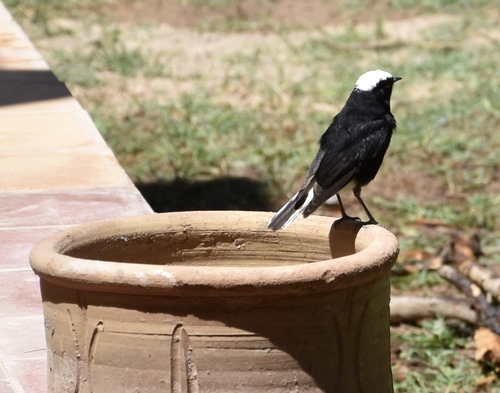 White-crowned Wheatear