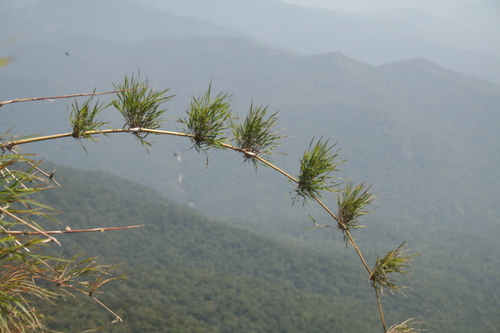 Chusquea leptophylla