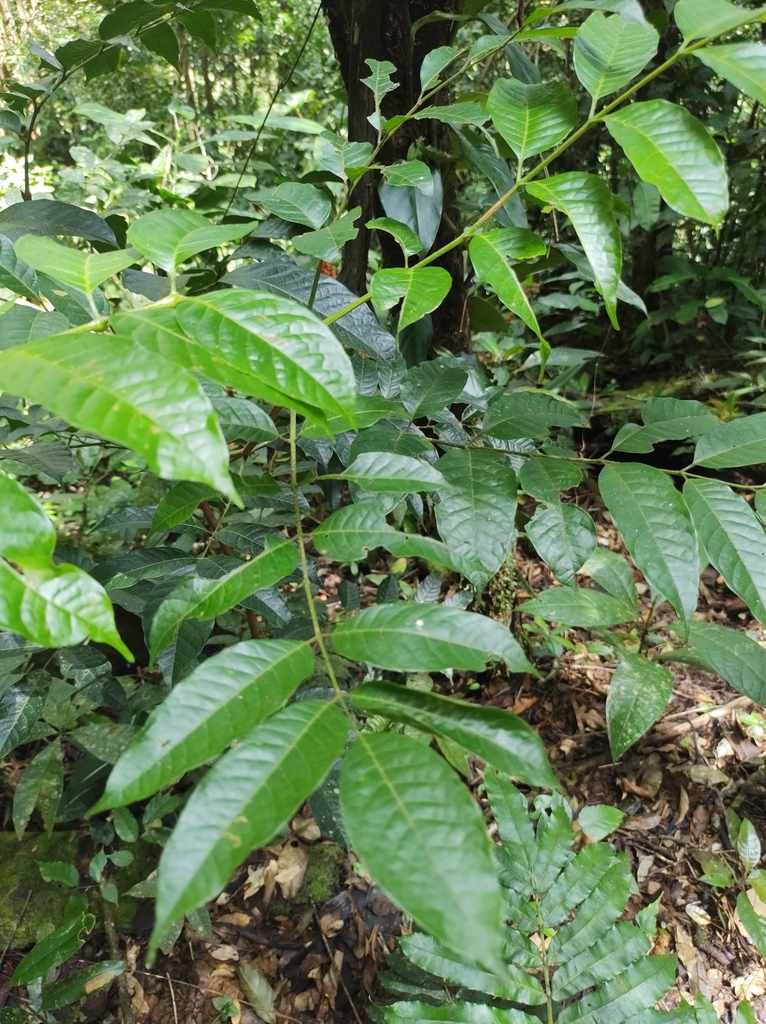 Tapirira guianensis from Provincia de Alajuela, Costa Rica on October ...