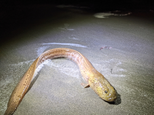 Wrymouth