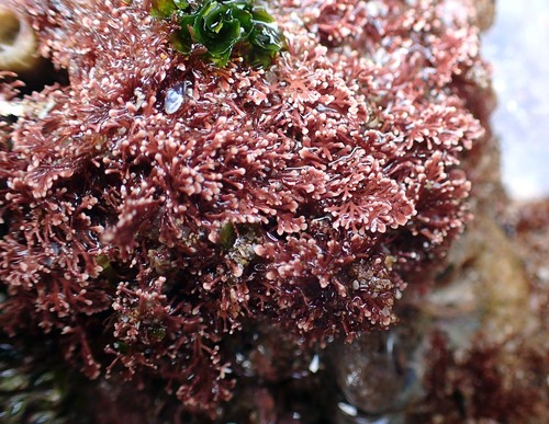 Corallina pilulifera
