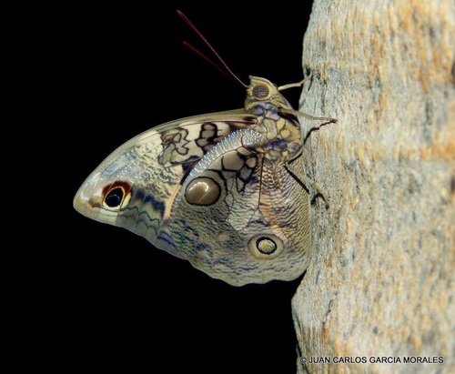 Split-banded Owl-Butterfly