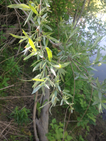 dewystem willow (Salix irrorata)