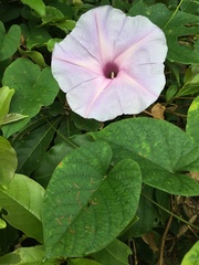 Ipomoea setosa image