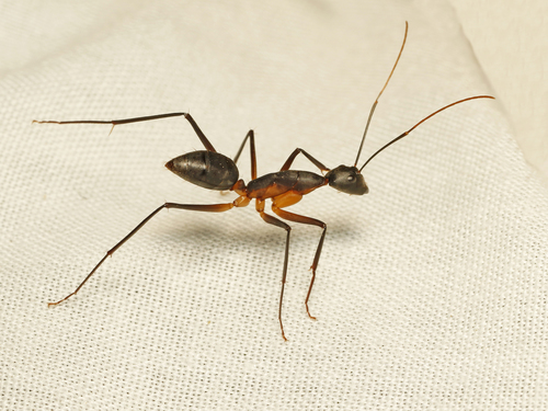 Camponotus etiolipesCamponotus etiolipes