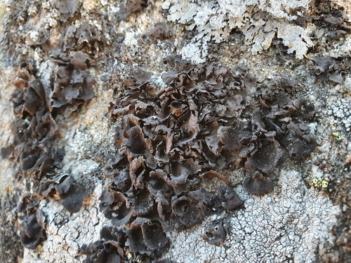 peppered rock tripe