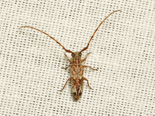 Eunidia marmorea · iNaturalist