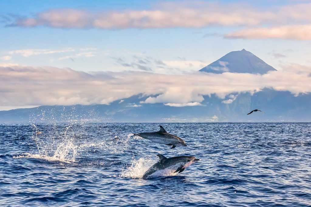 Atlantic spotted dolphin