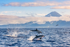 Atlantic spotted dolphin