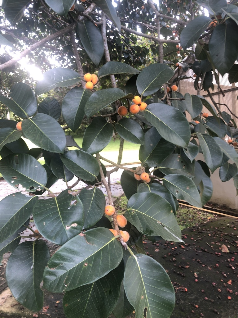 Ficus drupacea (Ficus drupacea)