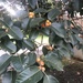 Ficus drupacea - Photo (c) Gustavo Rodriguez, όλα τα δικαιώματα διατηρούνται, uploaded by Gustavo Rodriguez