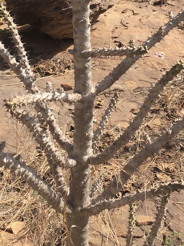 Euphorbia paganorum
