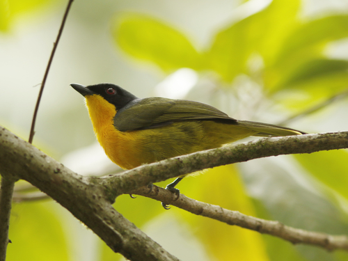 Black-fronted Bushshrike