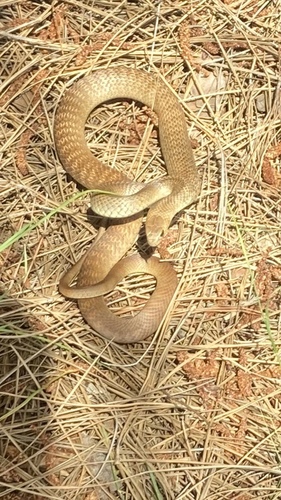 Eastern Brown Snake sighting
