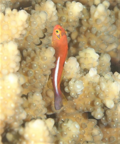 Arc-eye Hawkfish — seen at this dive site