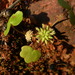 Hydrocotyle dimorphocarpa - Photo (c) pennywort_man, kaikki oikeudet pidätetään, lähettänyt pennywort_man