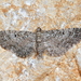 Eupithecia pusillata - Photo (c) Raniero Panfili, todos los derechos reservados, subido por Raniero Panfili