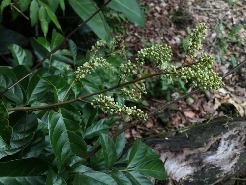 Serjania acuta