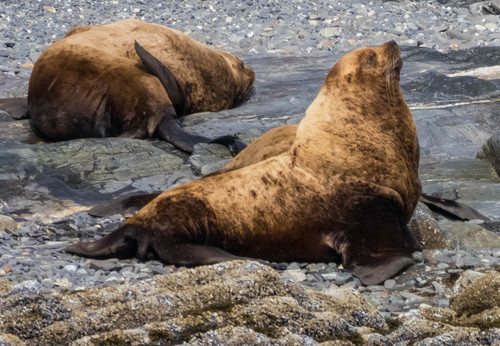 Eastern Steller Sea Lion (Subspecies Eumetopias jubatus monteriensis