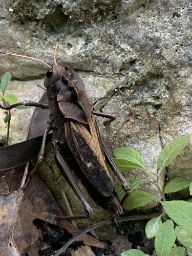 Romalea obscura