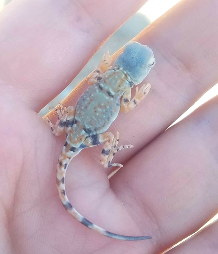 Tuvan Toad-headed Agama