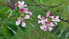 Bauhinia monandra image