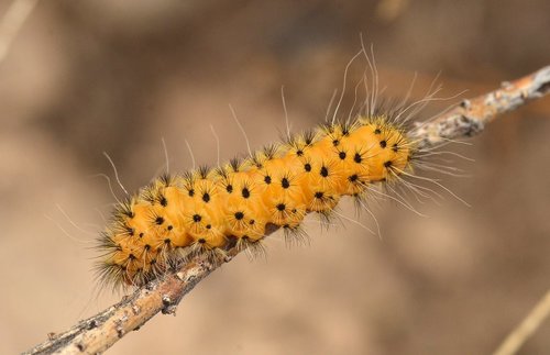 Lerina incarnata