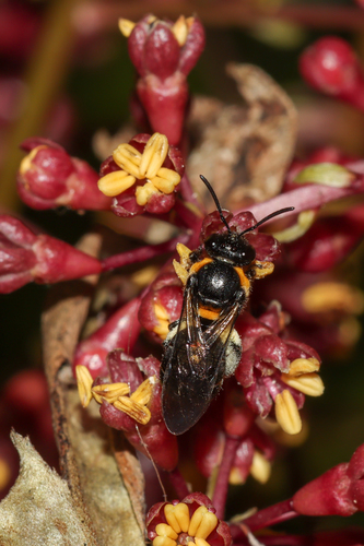 Lasioglossum musicum
