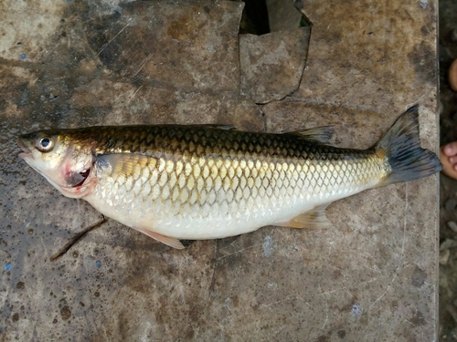 Mountain Mullet