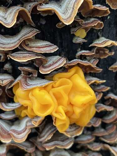 golden ear