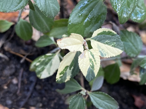 Coast Whitethorn seedling